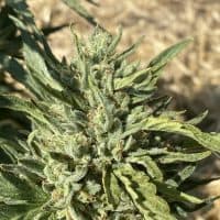 HEARTROCK Golden Lemons Fem Auto