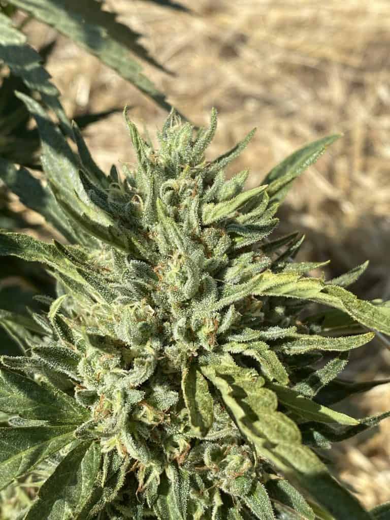 HEARTROCK Golden Lemons Fem Auto