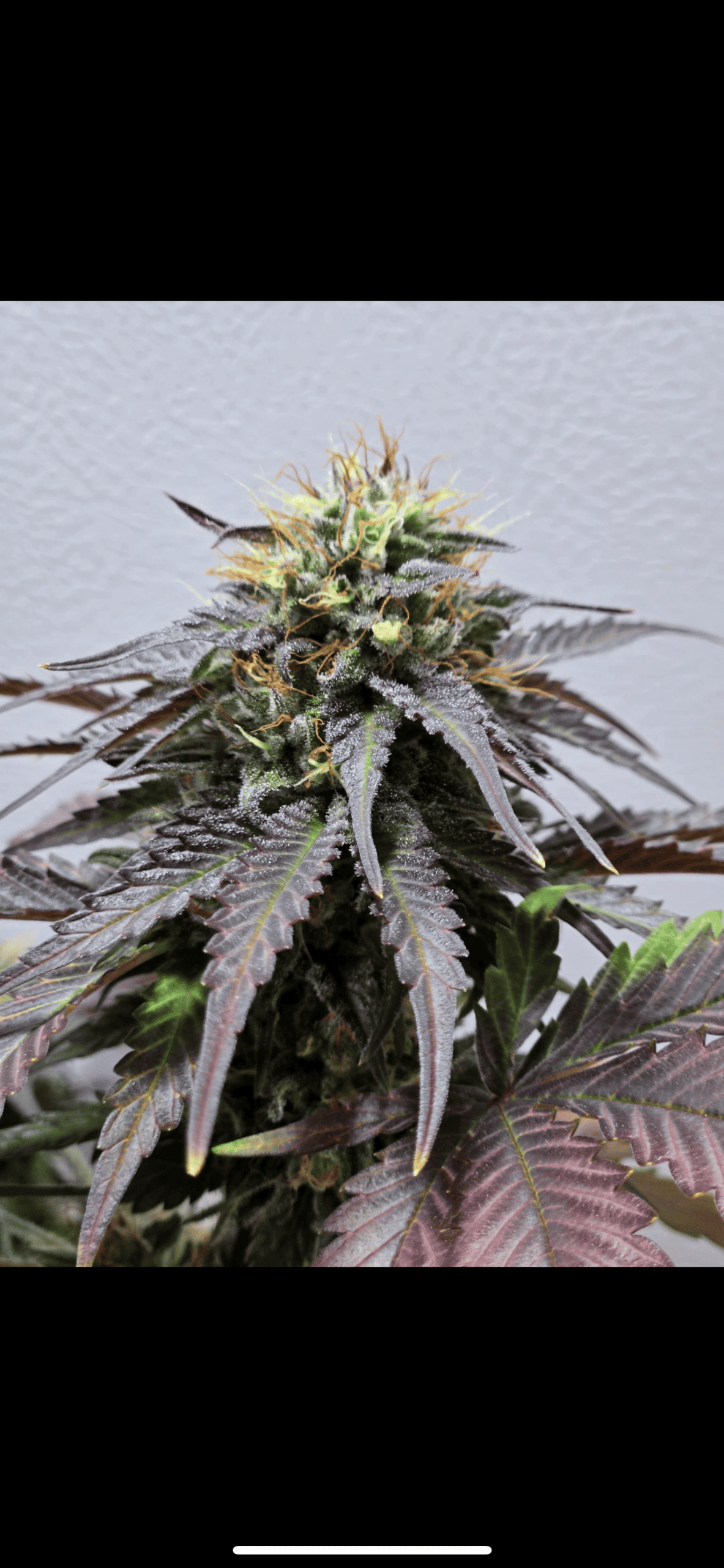 Pride of the Lion cannabis seeds, Mendocino CA