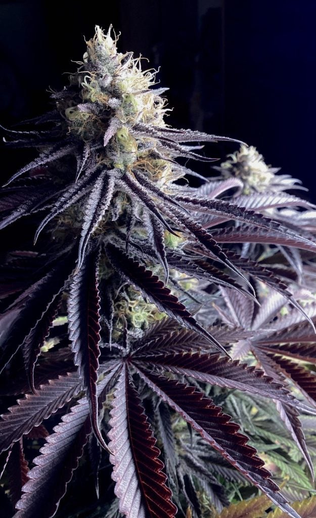 BIOVORTEX Mandarin Lime Dog *FEMINIZED*