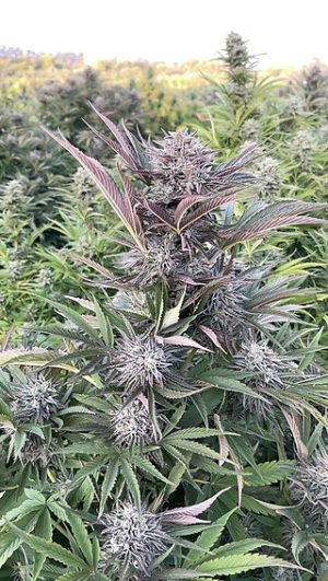 HAPPY DREAMS Banana Burger (FEMINIZED) - Image 3