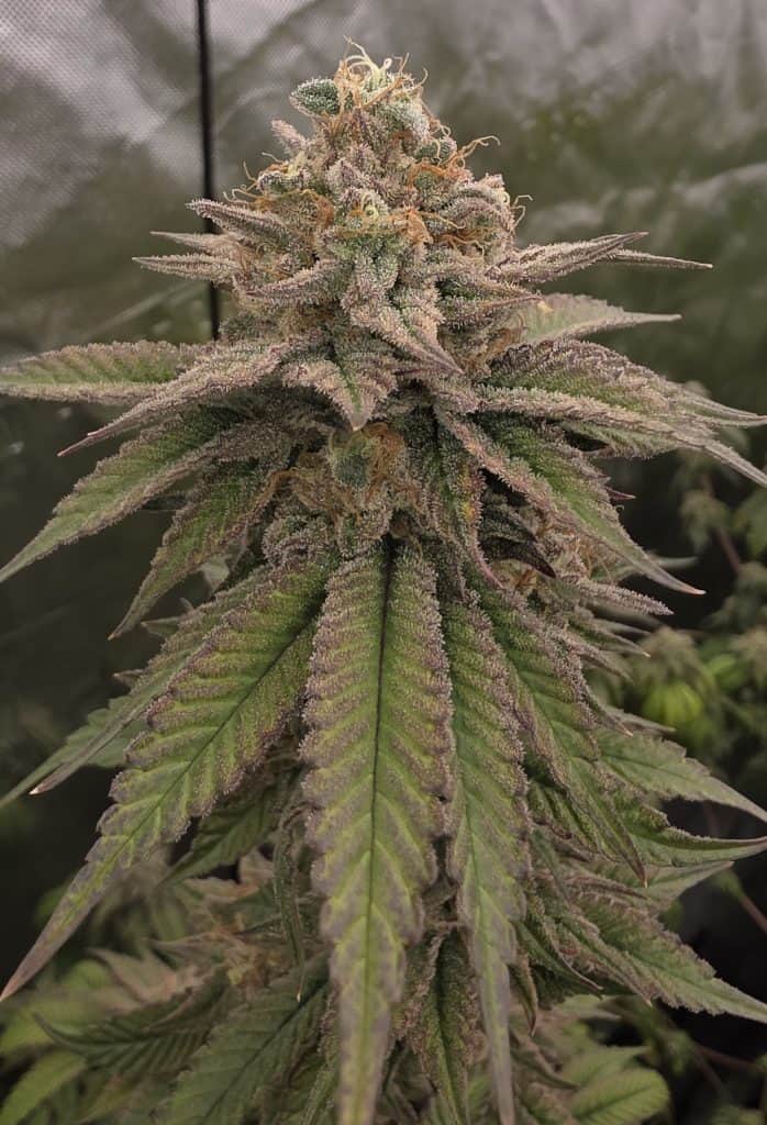 BASK TRIANGLE Bloody Cherry