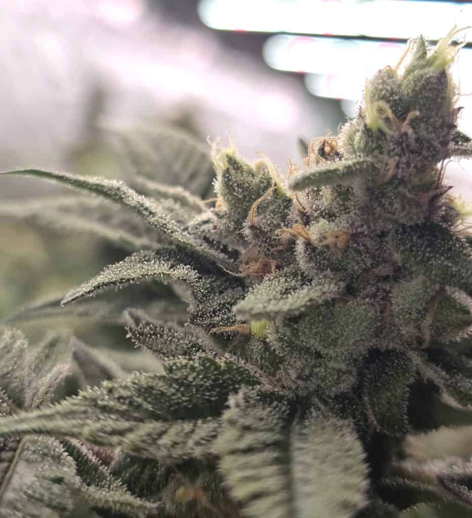 BASK TRIANGLE Crazy Banana