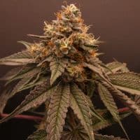 BASK TRIANGLE Gulazh (Feminized)