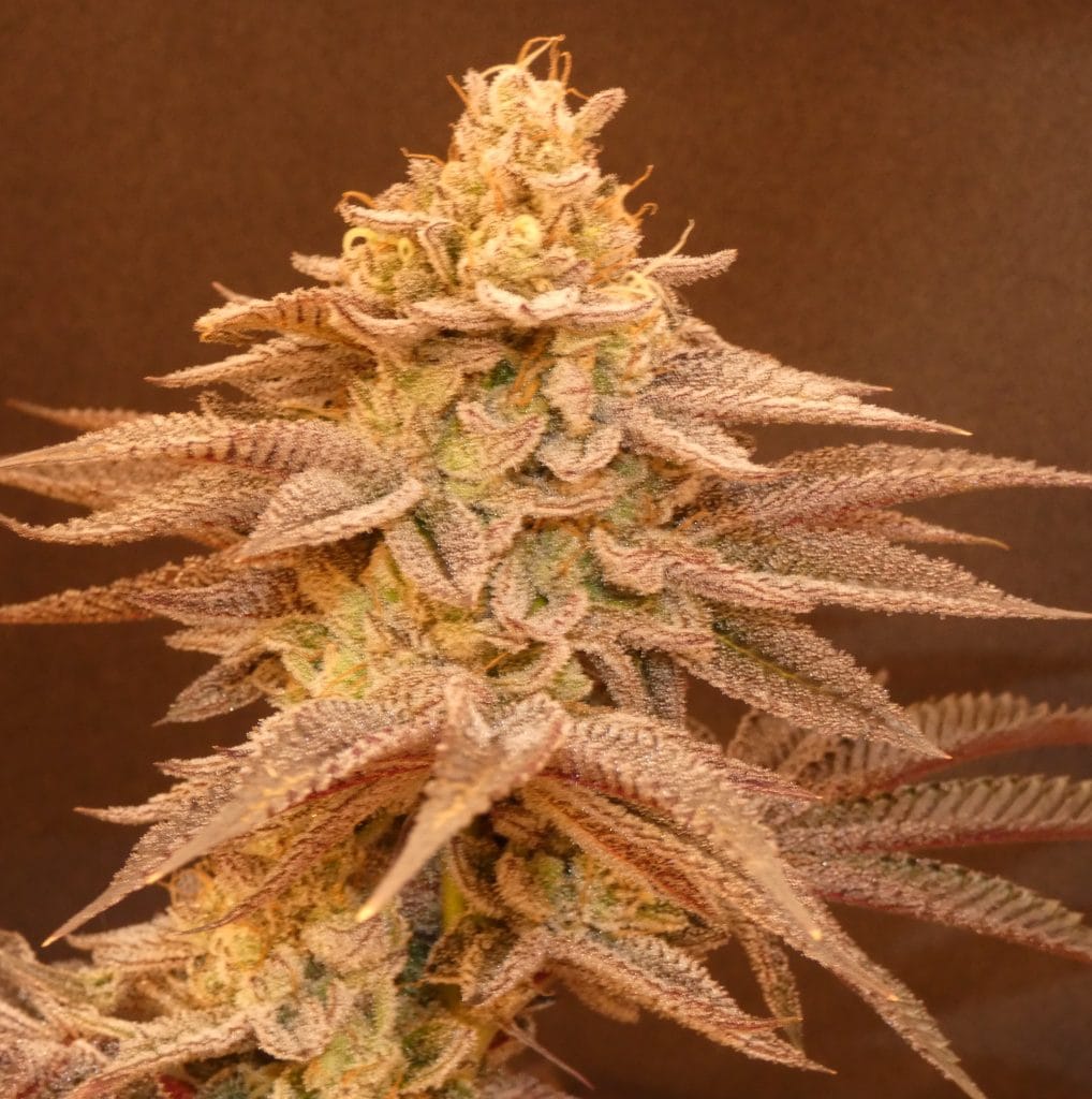 BASK TRIANGLE Applez Cream