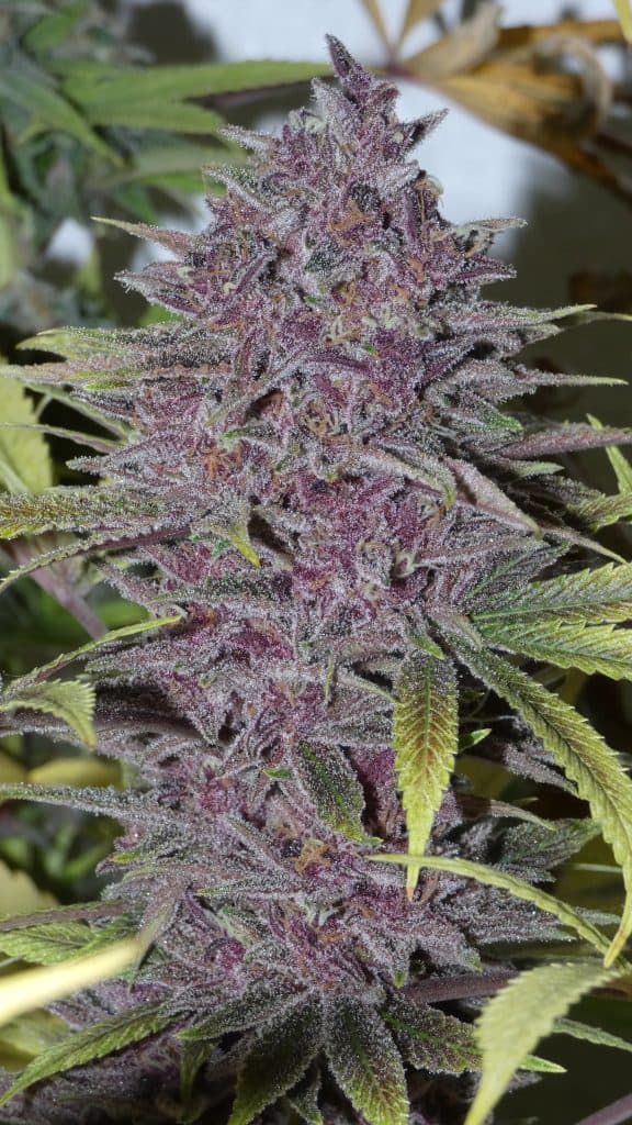 BASK TRIANGLE Forbidden Boof (FEMINIZED)