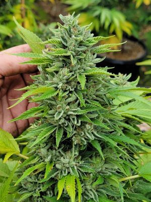 FREEBORN *FEMINIZED* Lime "L" x Hindu - Image 2