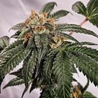 FREEBORN *FEMINIZED* Yesca x Hindu