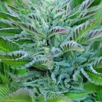 FREEBORN *FEMINIZED* Lime "L" x Hindu