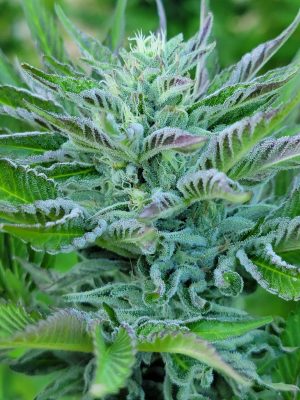 FREEBORN *FEMINIZED* Lime "L" x Hindu