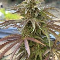 CANNA COUNTRY CC26 x CC38 *FEMINIZED*