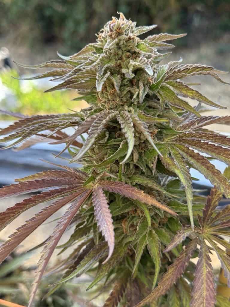 CANNA COUNTRY CC#26 x CC#38 *FEMINIZED*