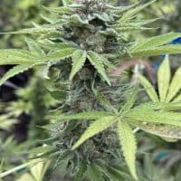 CANNA COUNTRY  CC9 x CC38 *FEMINIZED*