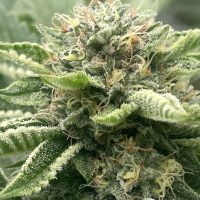 FREEBORN *FEMINIZED* Yesca x Hindu