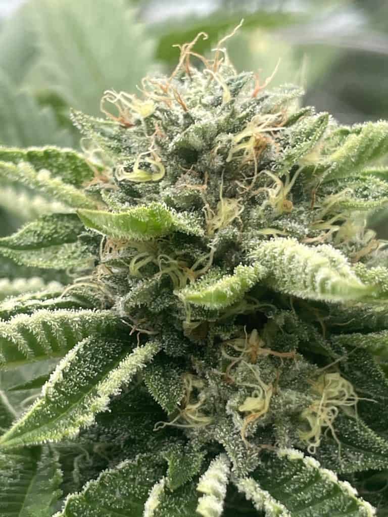 FREEBORN *FEMINIZED* Yesca x Hindu