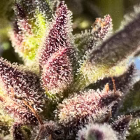 HAPPY DREAMS Sour Banana Lime (FEMINIZED)