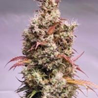 HAPPY DREAMS Sour Lime Tangie (FEMINIZED)