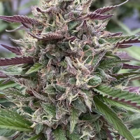 HAPPY DREAMS Grapellicious