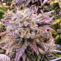 HAPPY DREAMS Cherrilicious