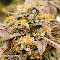 HAPPY DREAMS Sour Lime Sherb (FEMINIZED)