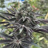 CANNA COUNTRY  CC38 x CC30 *FEMINIZED*