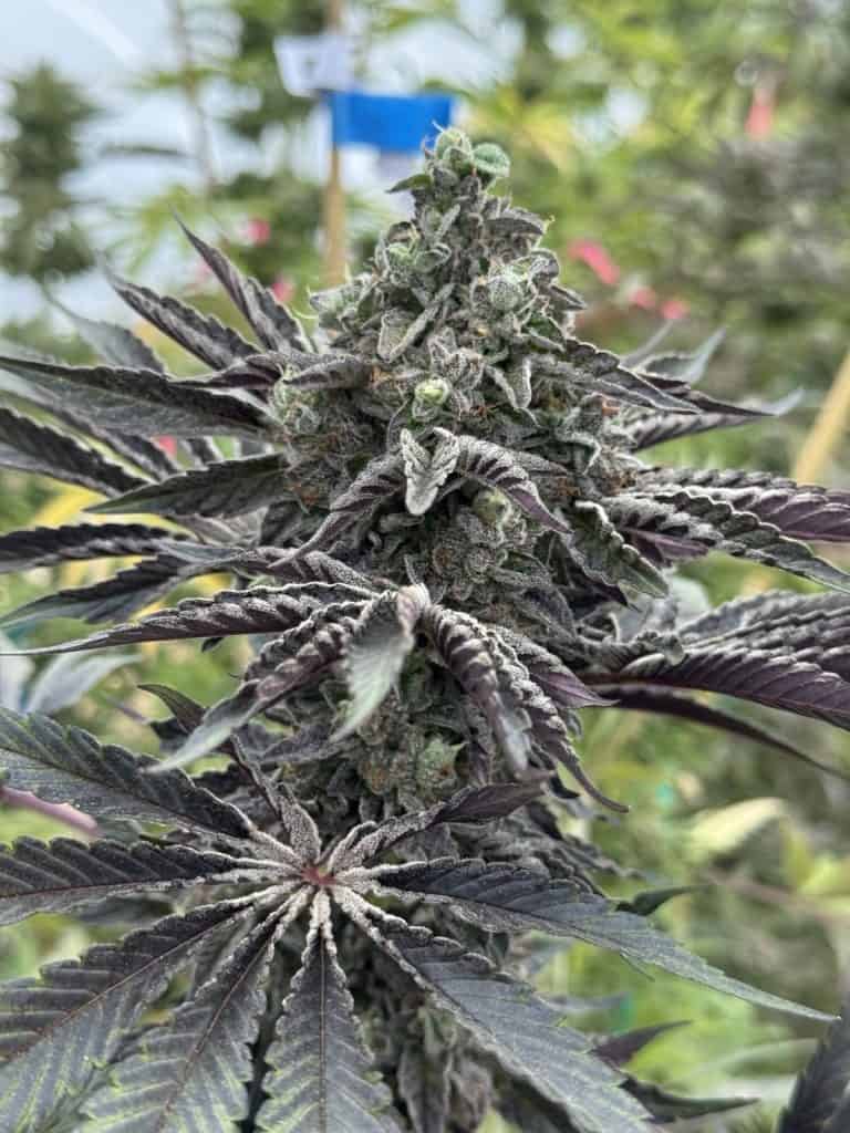 CANNA COUNTRY  CC#38 x CC#30 *FEMINIZED*