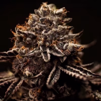 HAPPY DREAMS Sunset Sherbert-X