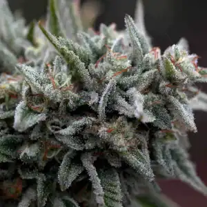 REBEL GROWN Double OG Chem F5 - Image 2