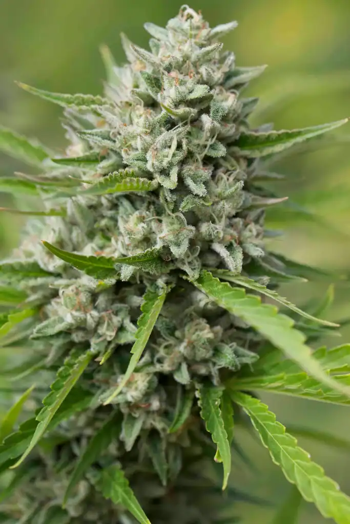 REBEL GROWN Double OG Chem F5