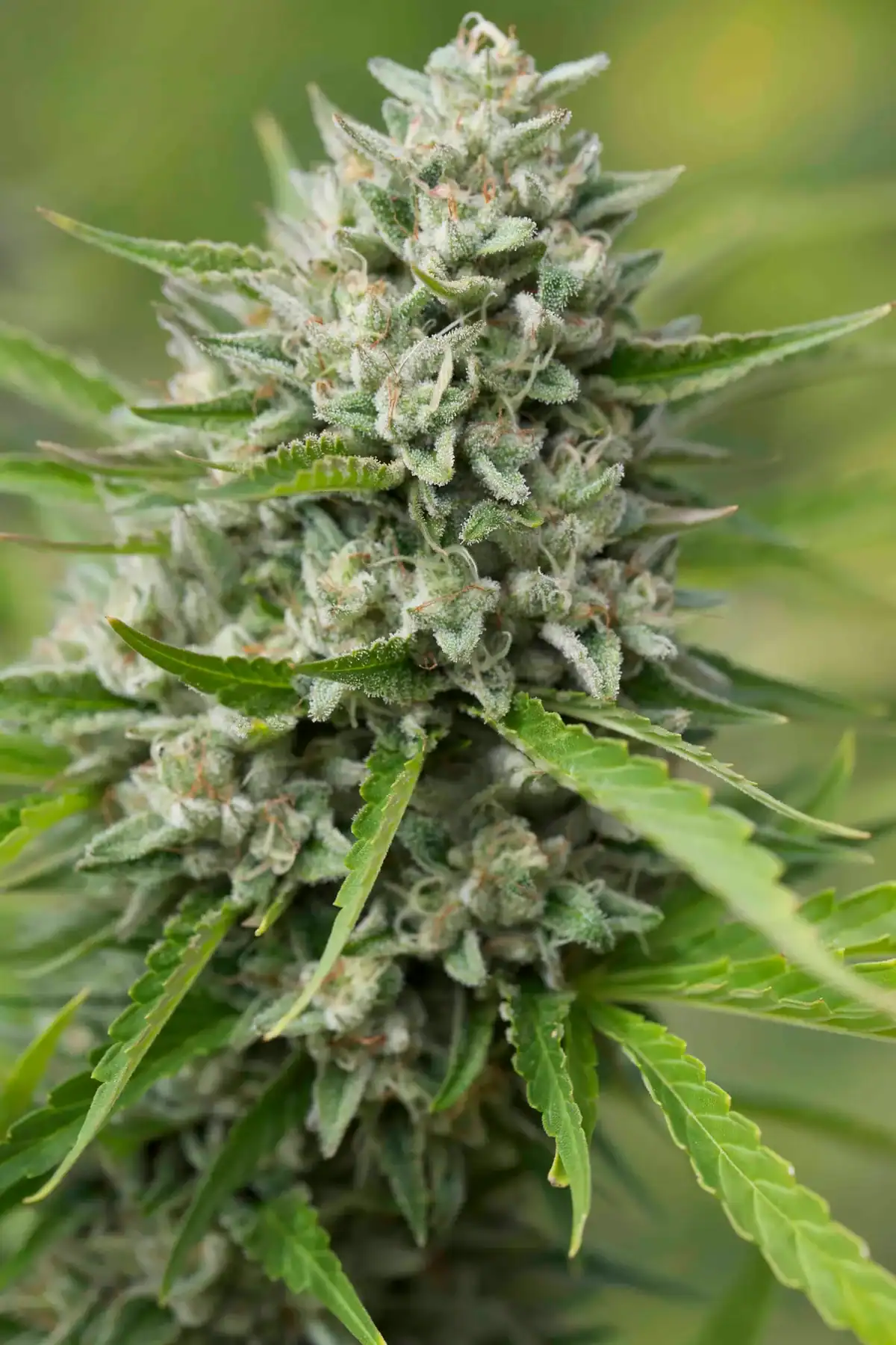 REBEL GROWN Double OG Chem F5