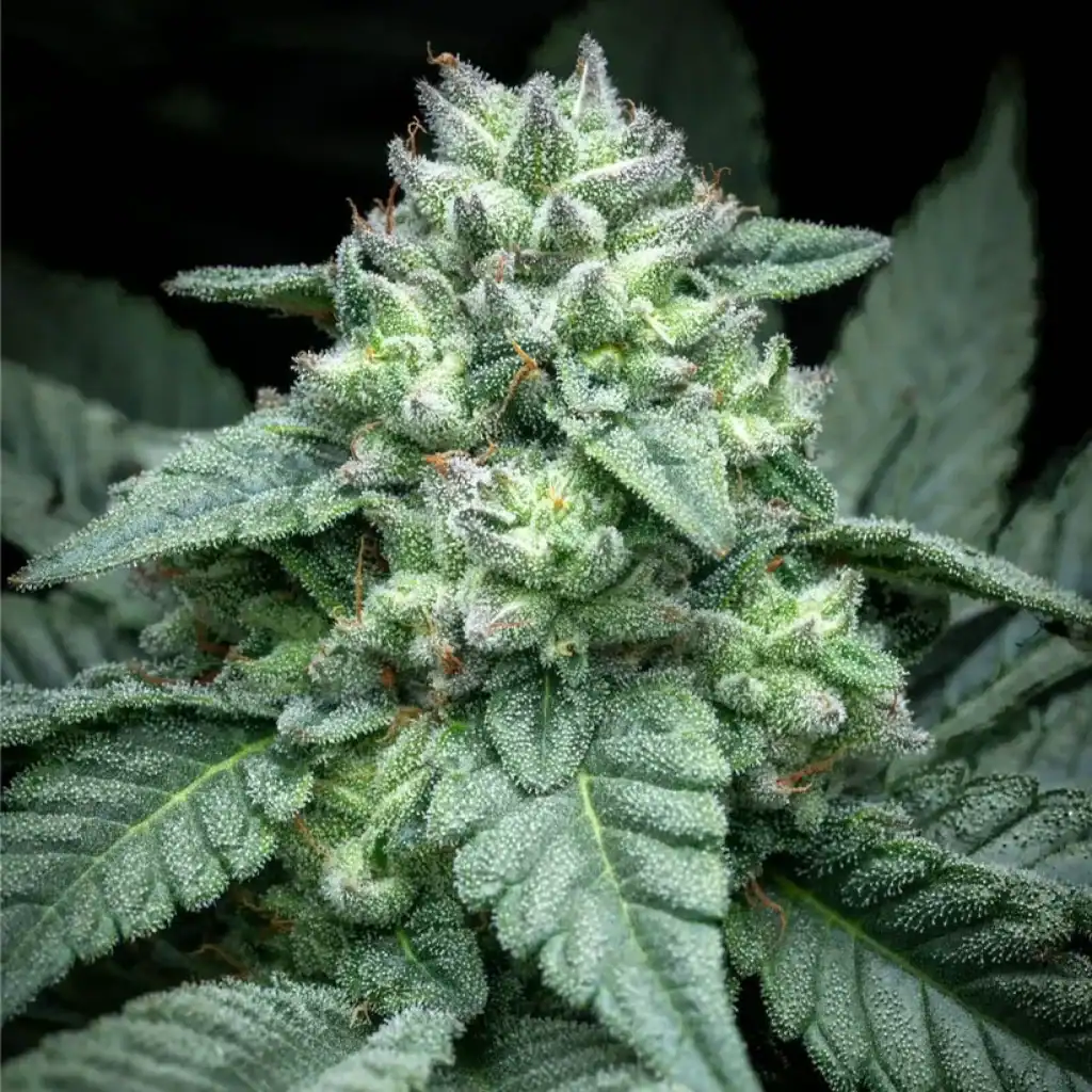 REBEL GROWN DOC Hill Rich F2