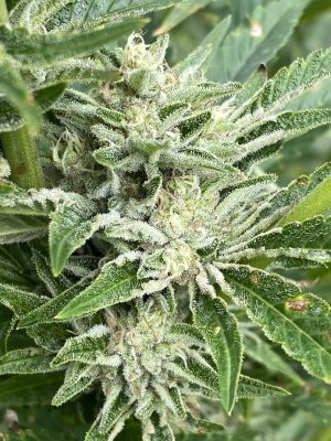 REBEL GROWN Double OG Chem F5 - Image 4