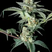 REBEL GROWN Peak OG : Double Bubba Kush (FEMINIZED) - Image 2