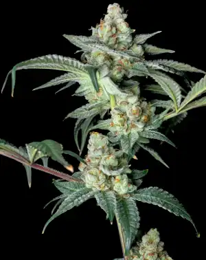 REBEL GROWN Peak OG : Double Bubba Kush (FEMINIZED) - Image 2