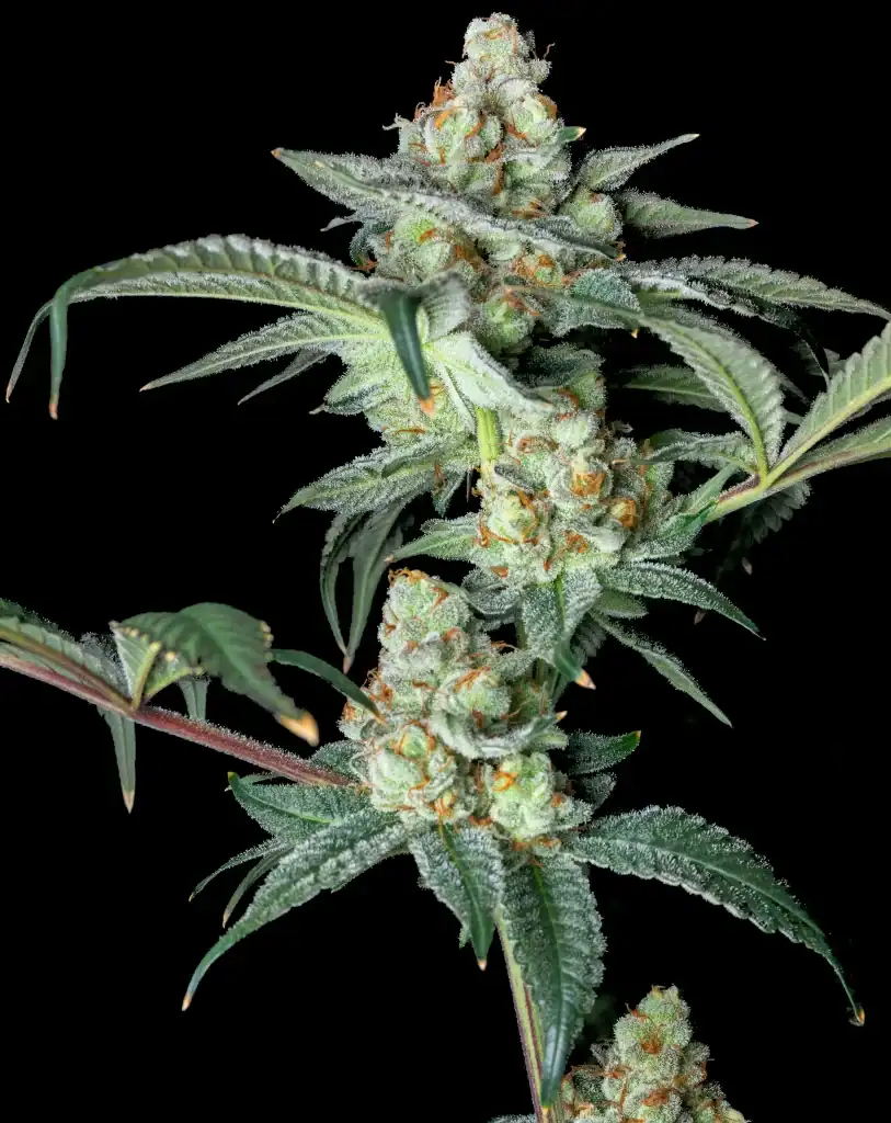 REBEL GROWN Peak OG : Double Bubba Kush (FEMINIZED)