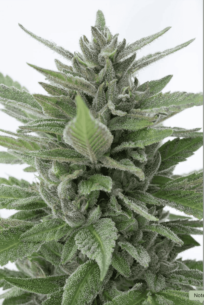 REBEL GROWN OG Sour Durban x DOGS