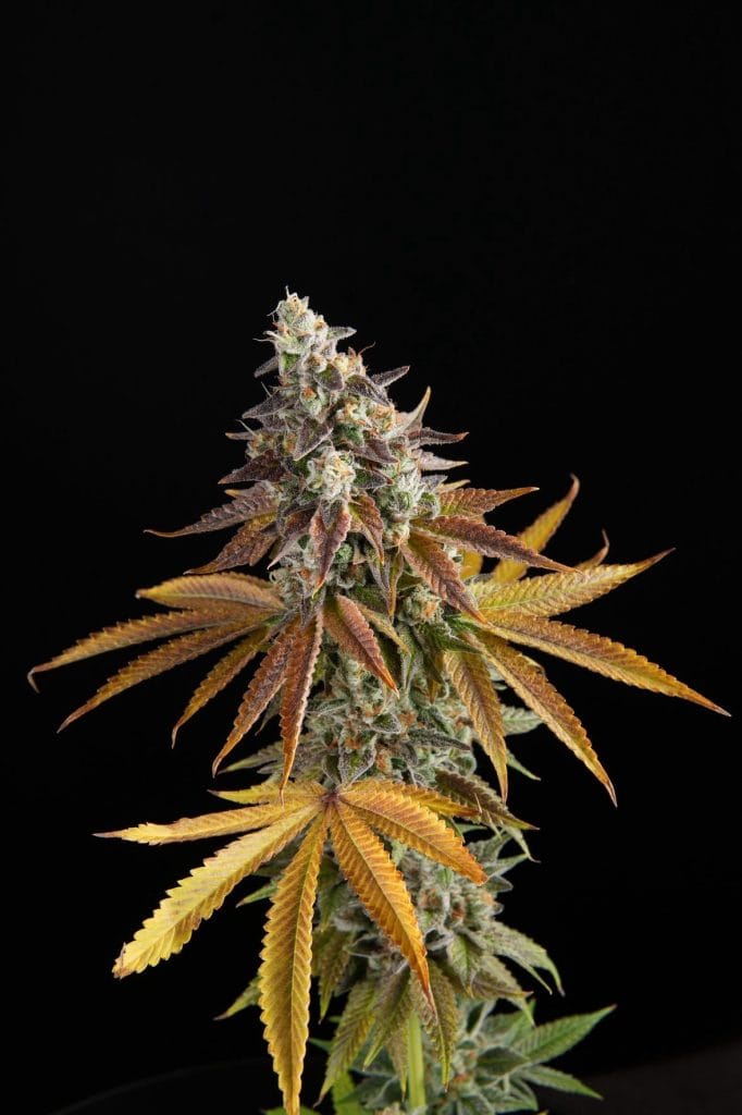 CALEGACY Guava x GMO Rootbeer *FEMINIZED*