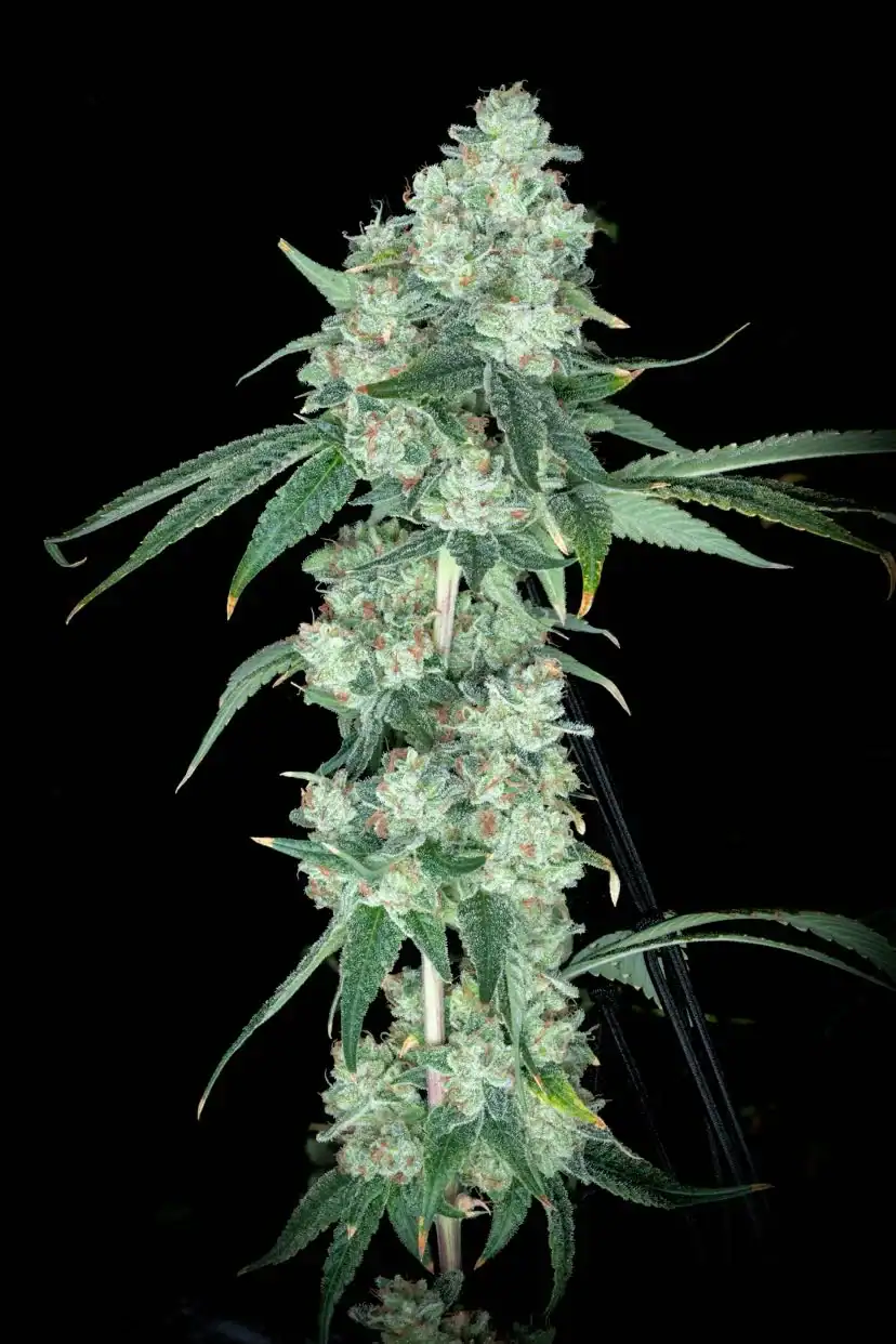 REBEL GROWN Double OG Chem 15 bc3