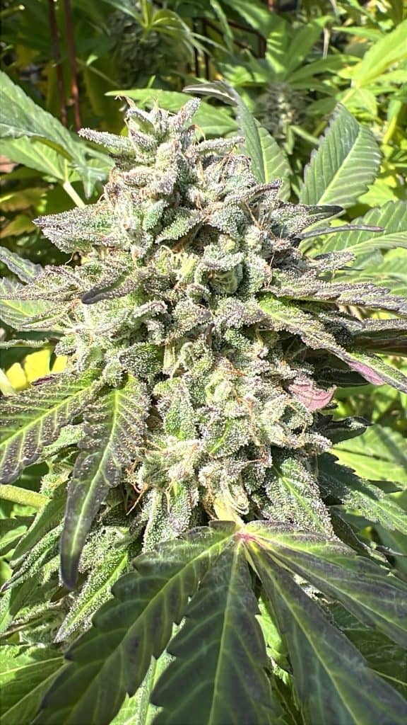 FREEBORN *FEMINIZED* Strawberry Hindu