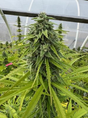 CANNA COUNTRY Legendary Jack x CC#30 *FEMINIZED* - Image 2