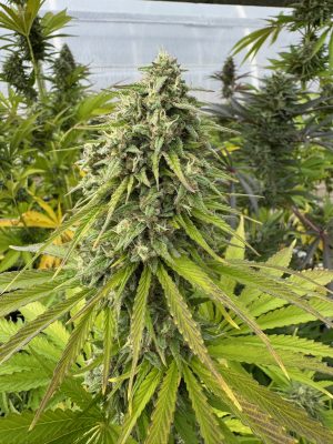CANNA COUNTRY Legendary Jack x CC#30 *FEMINIZED* - Image 3