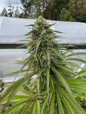 CANNA COUNTRY Legendary Jack x CC#30 *FEMINIZED* - Image 4