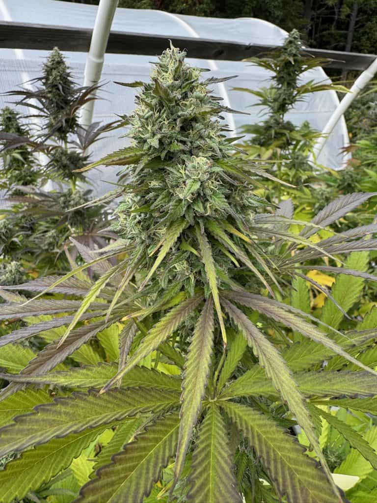 CANNA COUNTRY Legendary Jack x CC#30 *FEMINIZED*