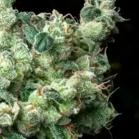 REBEL GROWN DOC Island Mtn Headband (5 x 12 x IMH 22)