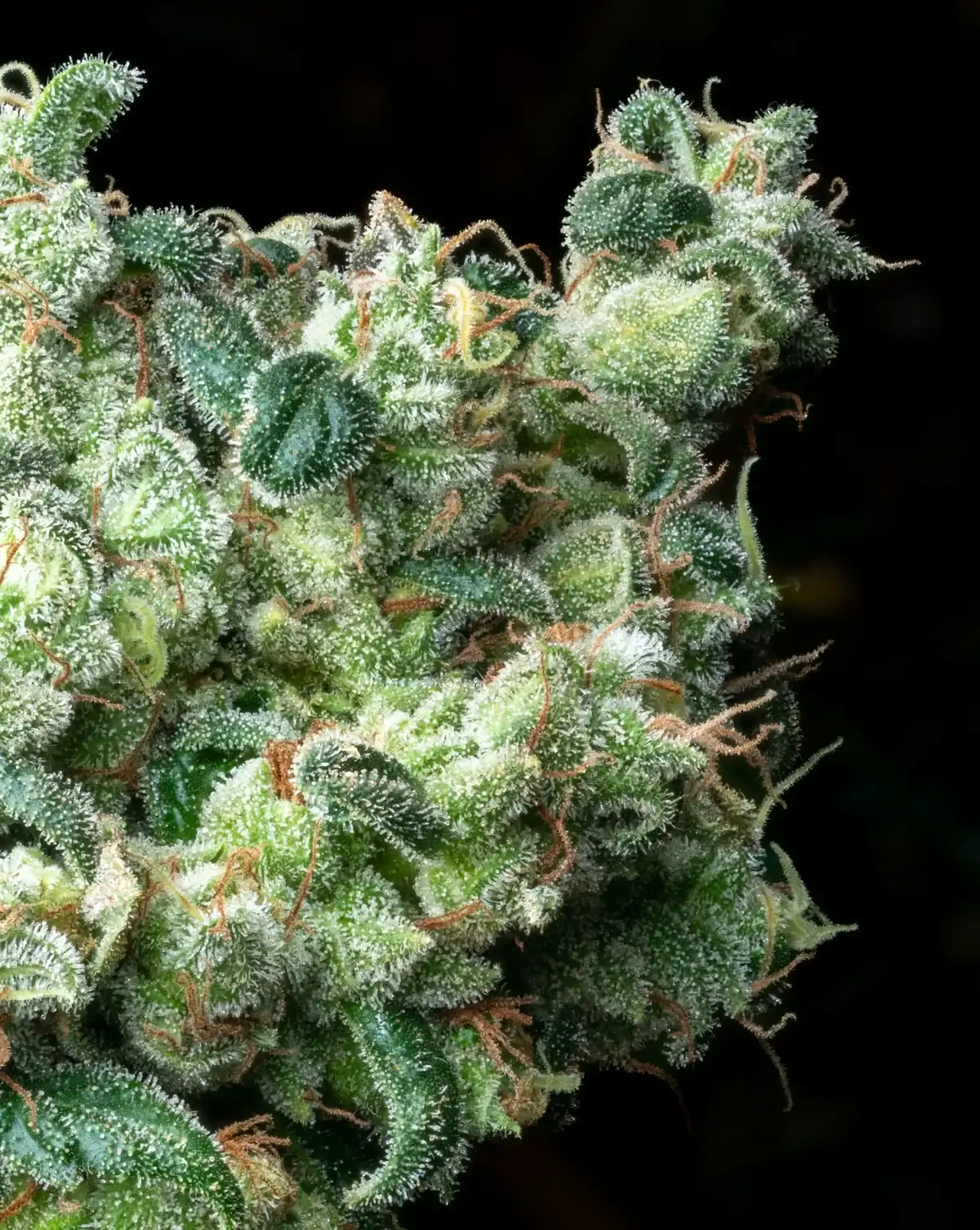 REBEL GROWN DOC Island Mtn Headband (5 x 12 x IMH 22) - Alpine