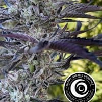 HAPPY DREAMS Garlic Cream Cheese ( Limited )