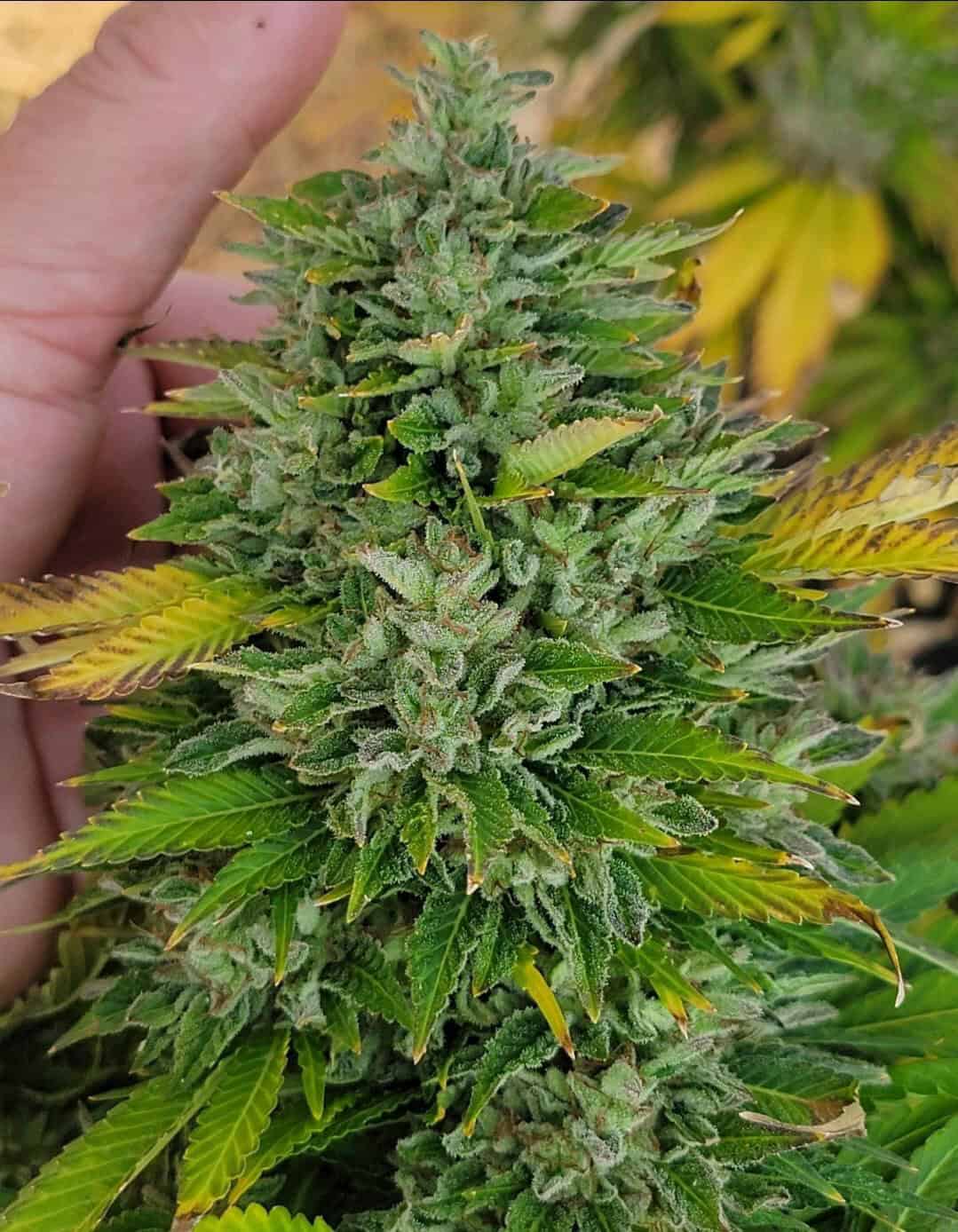 Born☆Free FREEBORN Three Star Ratchet #1 - Alpine Seed Group
