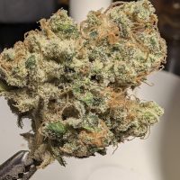 MOUNTAIN TOP Black Barqs