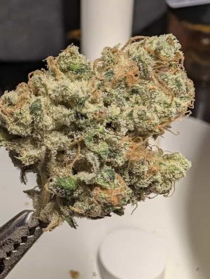 MOUNTAIN TOP Black Barqs