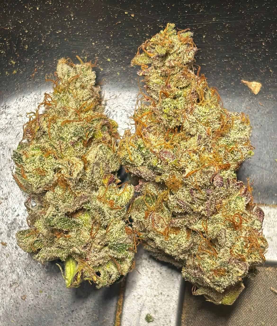 MOUNTAIN TOP Black Barqs - Image 5